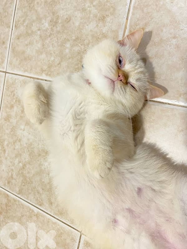 كسروان /فيترون 3