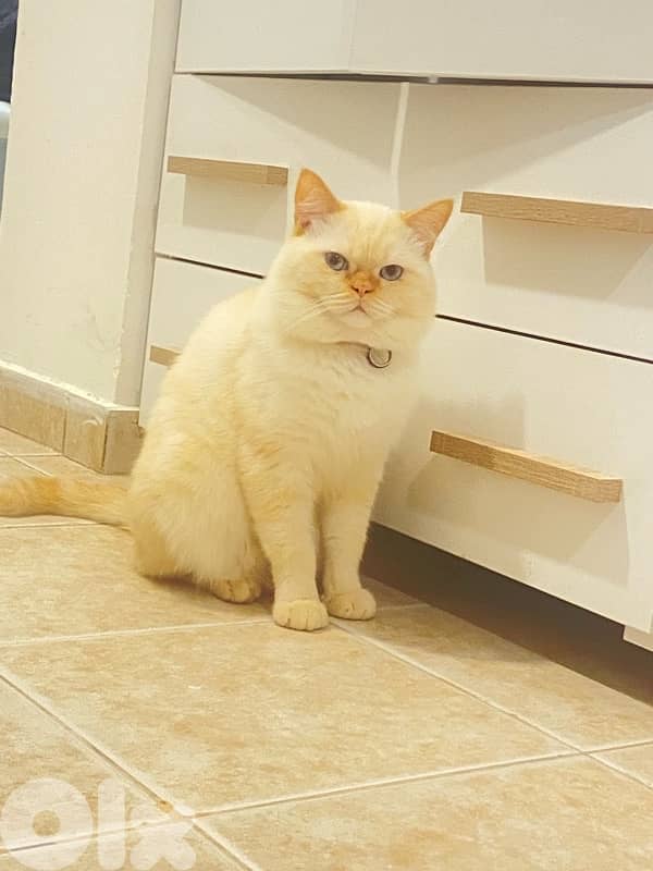 كسروان /فيترون 4