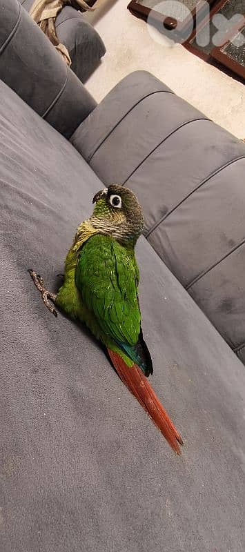 فراخ ببغاء 0