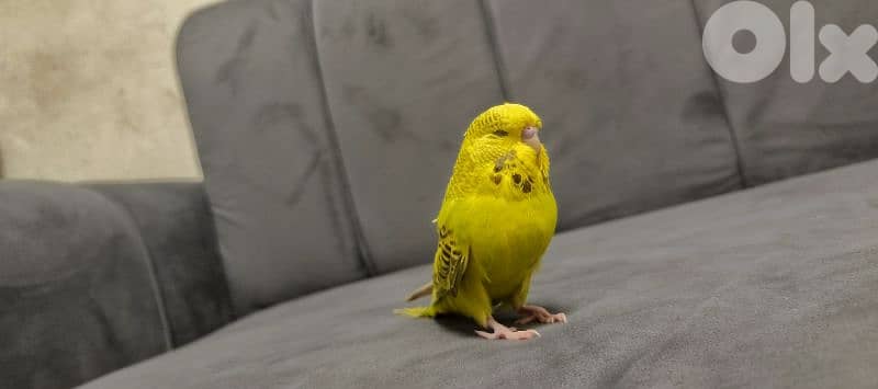 فراخ ببغاء 1