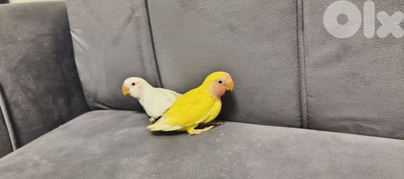 فراخ ببغاء 3