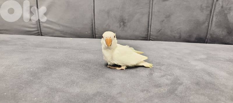 فراخ ببغاء 4