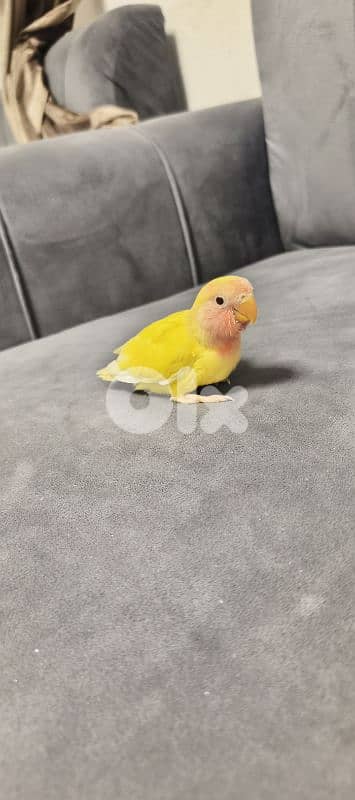 فراخ ببغاء 5