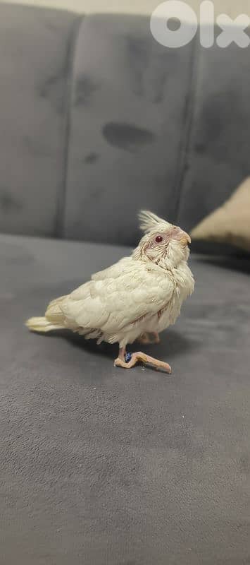 فراخ ببغاء 6