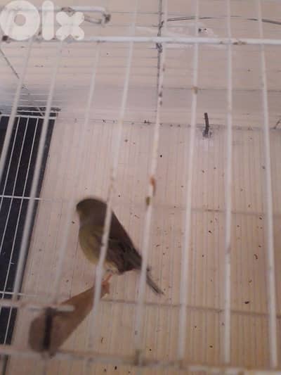 York shire and Gloster canaries