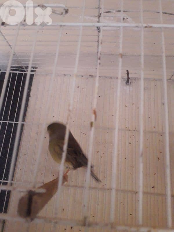 York shire and Gloster canaries 0