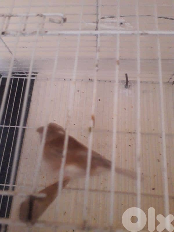 York shire and Gloster canaries 1