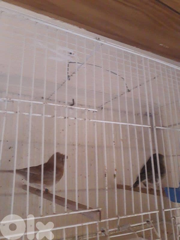 York shire and Gloster canaries 2