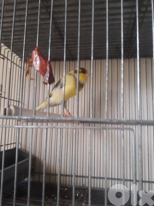 York shire and Gloster canaries 3