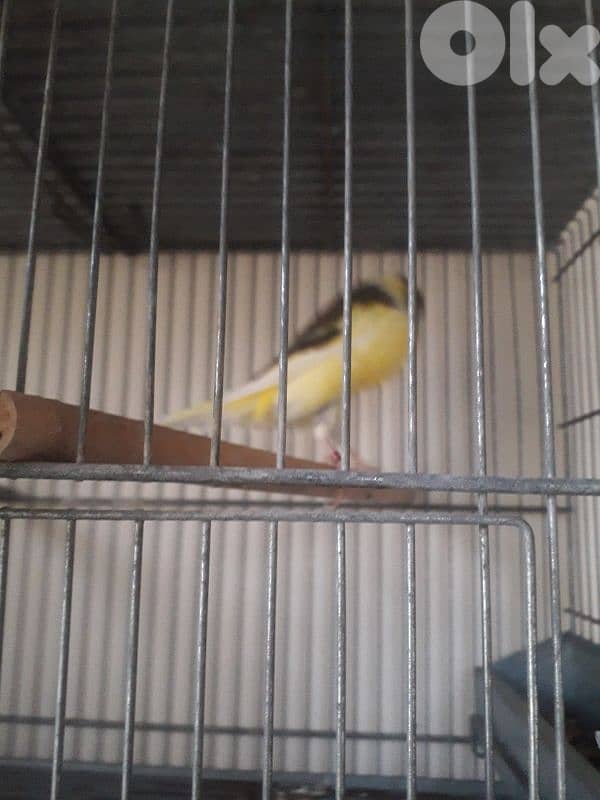 York shire and Gloster canaries 4