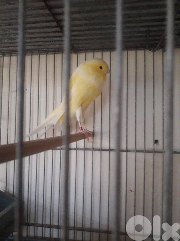 York shire and Gloster canaries 5