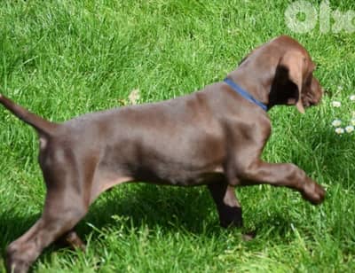 كلاب البارك الالمانية للصيد البري