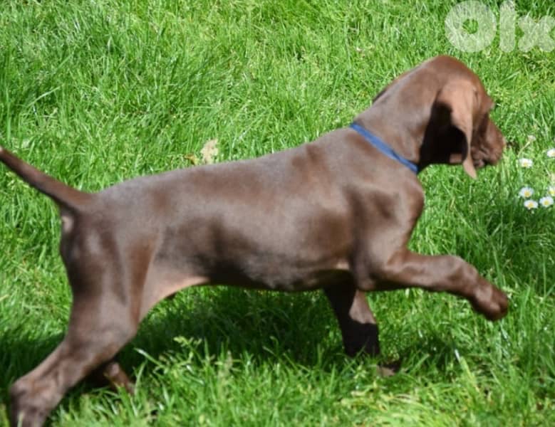 كلاب البارك الالمانية للصيد البري 0