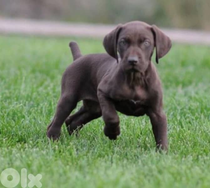 كلاب البارك الالمانية للصيد البري 1