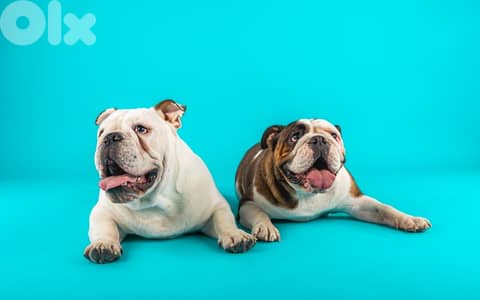 English Bulldog Puppies