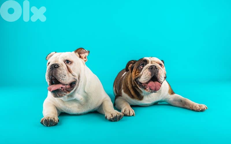 English Bulldog Puppies 0