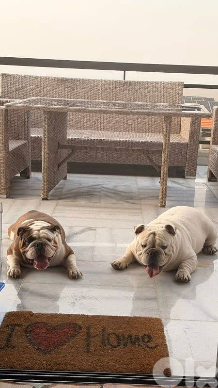 English Bulldog Puppies 1