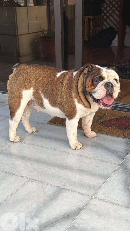 English Bulldog Puppies 2