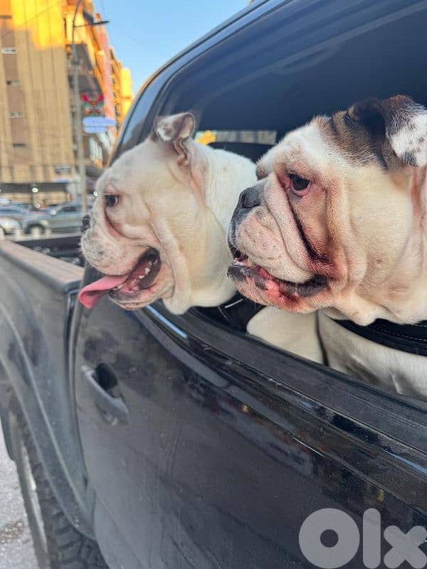 English Bulldog Puppies 3