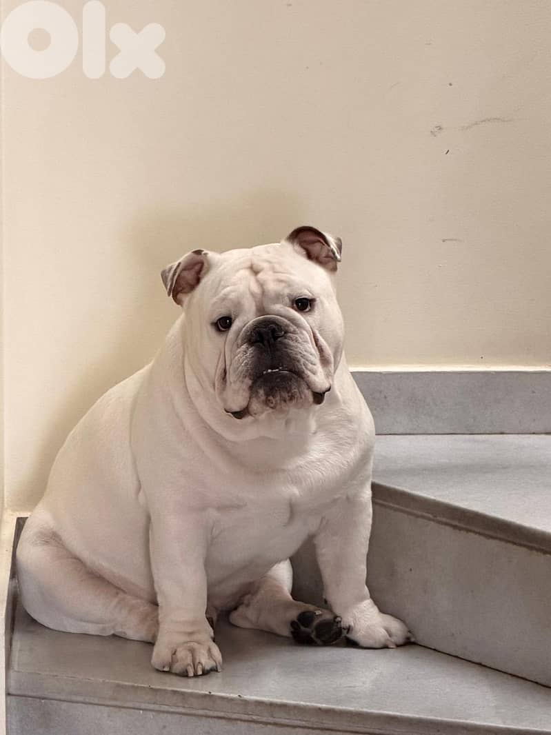 English Bulldog Puppies 5