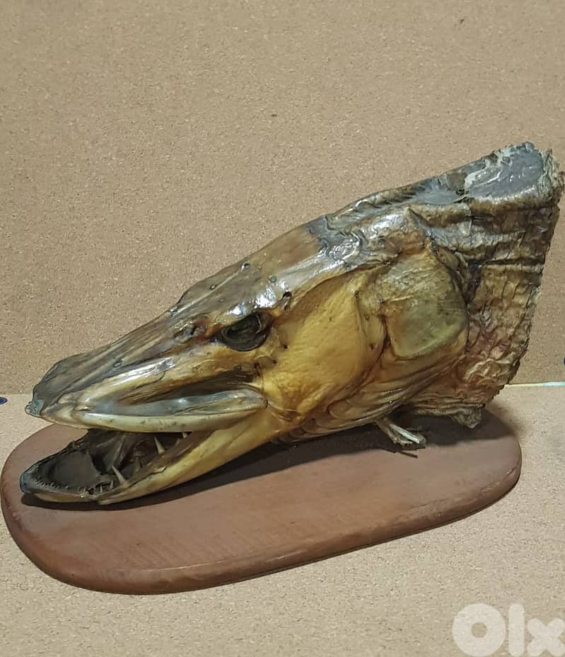 Vintage Taxidermy Fish Head 0