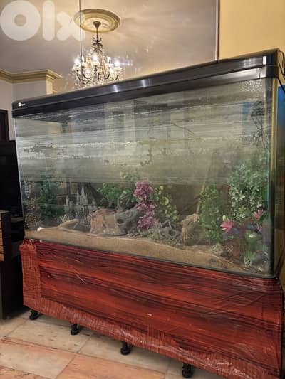 Luxurious Fish Aquarium