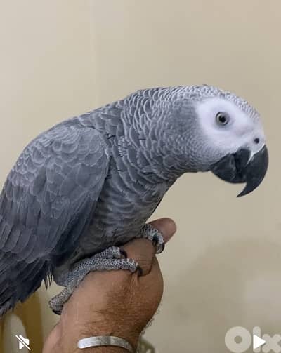 ببغاء كاسكو افريقي عمر 10 شهور