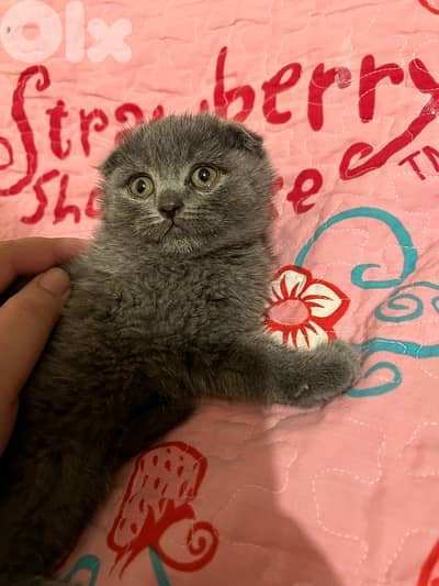 Scottish fold