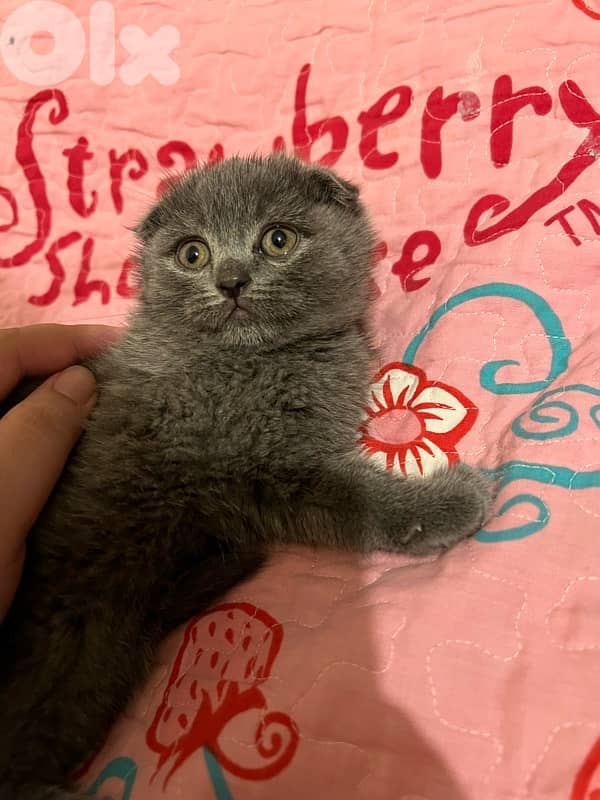 Scottish fold 0
