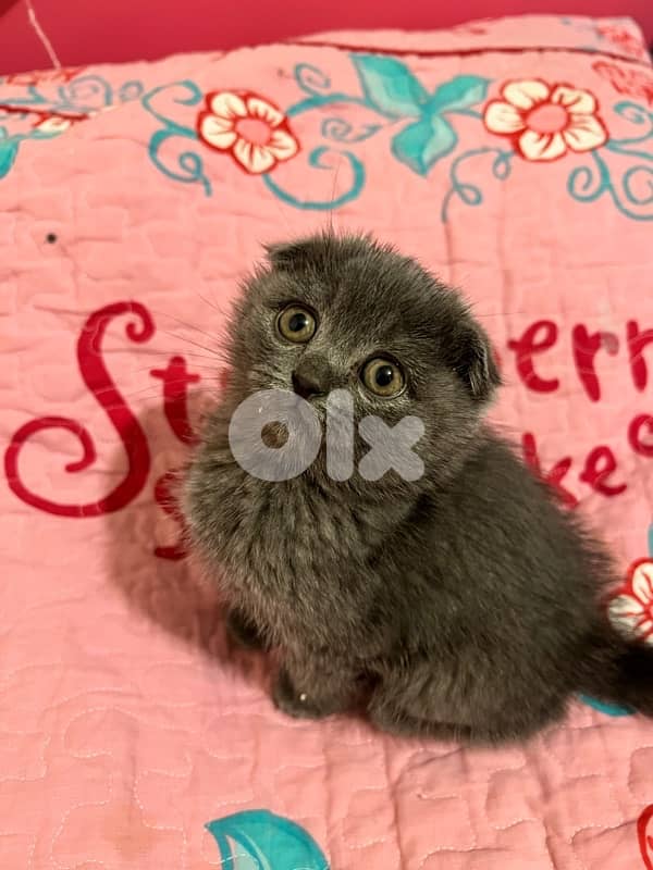 Scottish fold 2