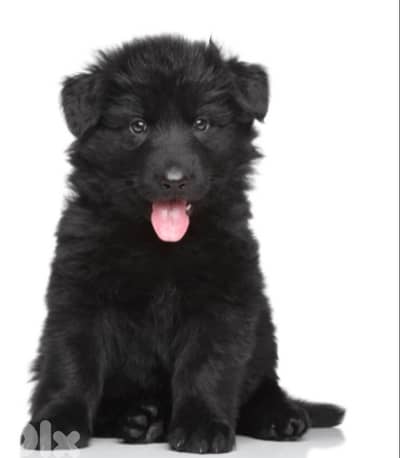 fluffy black German shepherd girl