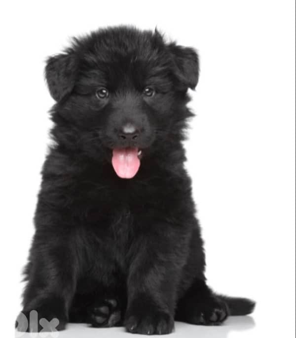 fluffy black German shepherd girl 0