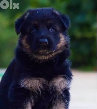 giant german shepherd boy