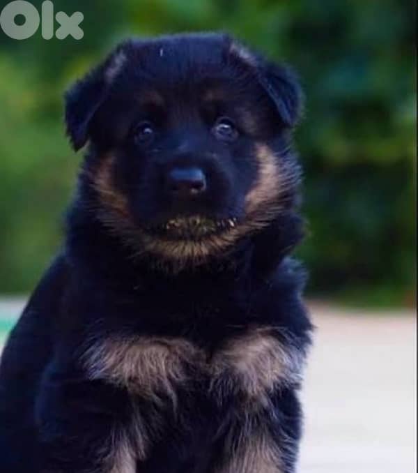 giant german shepherd boy 0