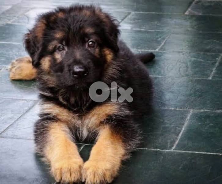 giant german shepherd boy 1