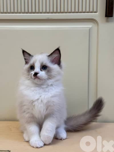 Cute Ragdoll Kittens For Adoption