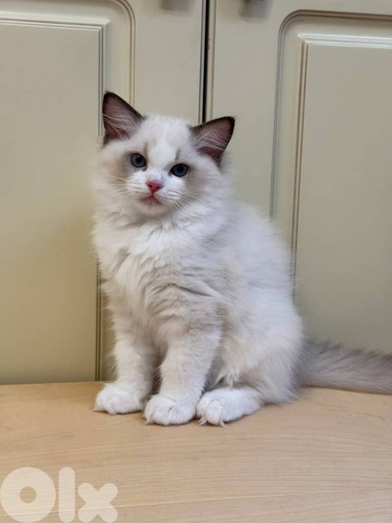Cute Ragdoll Kittens For Adoption 1