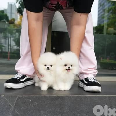 TEACUP POMERANIAN PUPPIES FOR ADOPTION