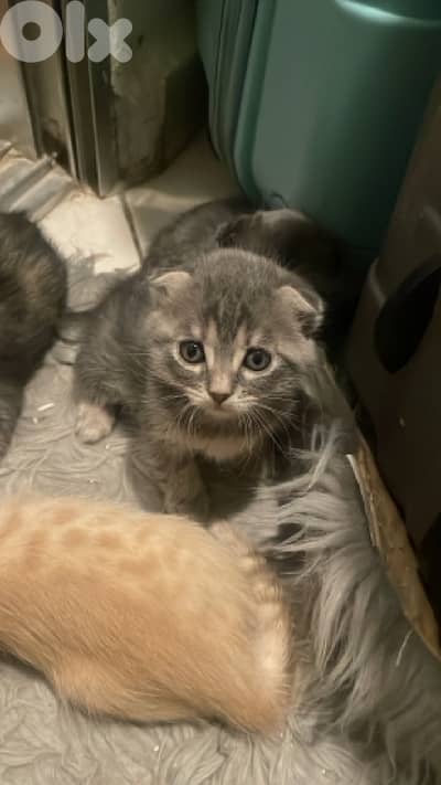 scottish/bangal kittens