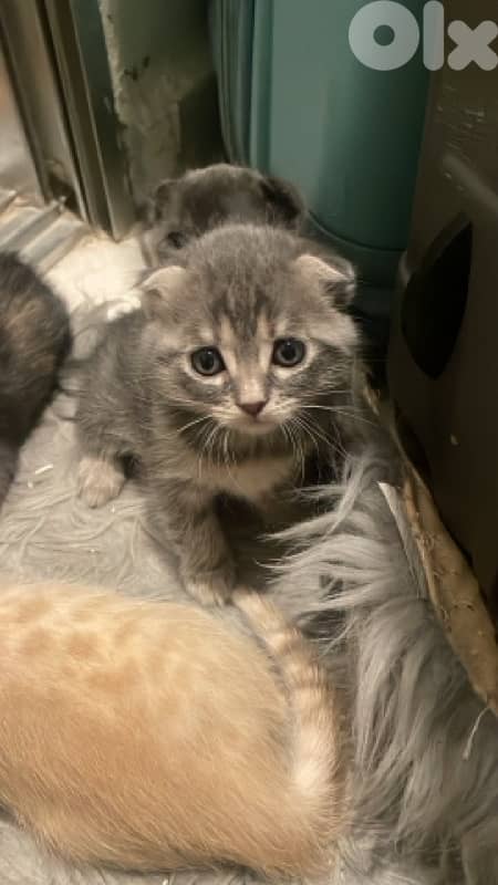 scottish/bangal kittens 1