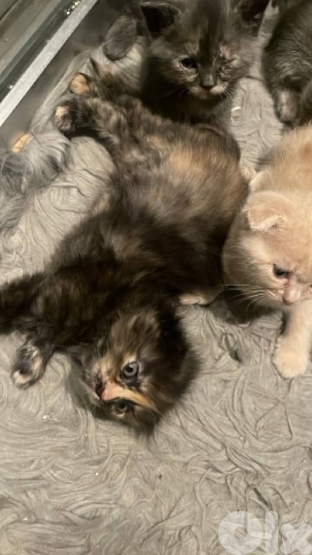 scottish/bangal kittens 2