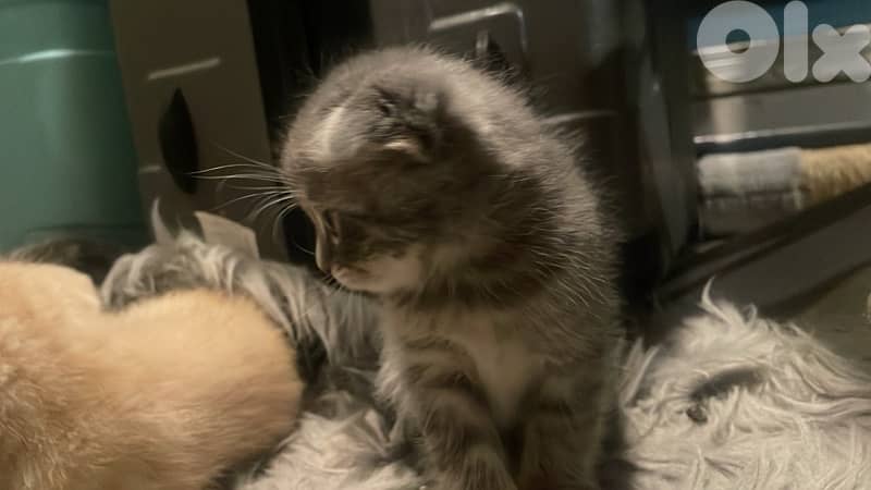 scottish/bangal kittens 3