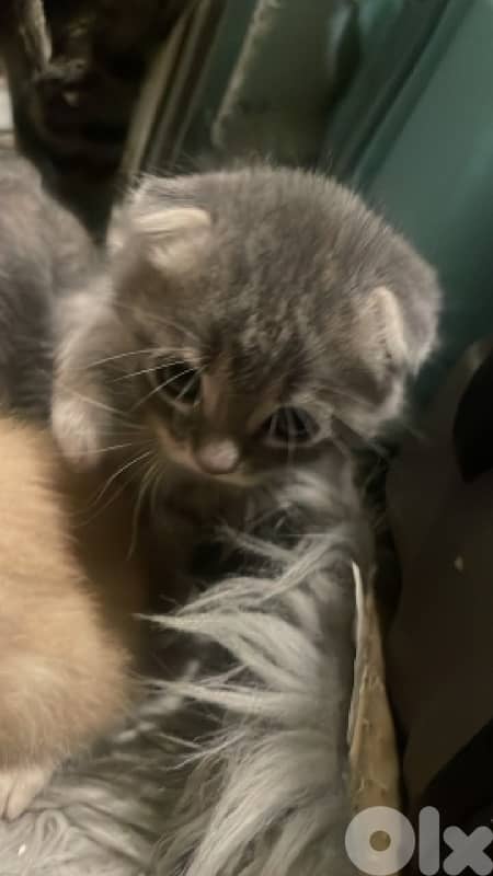 scottish/bangal kittens 4