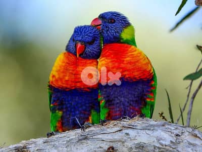 لوري مع DNA صور DNA موجودة