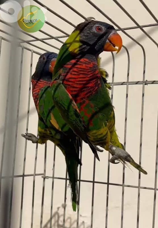 لوري مع DNA صور DNA موجودة 1