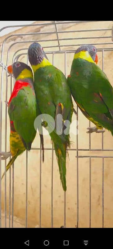 لوري مع DNA صور DNA موجودة 2