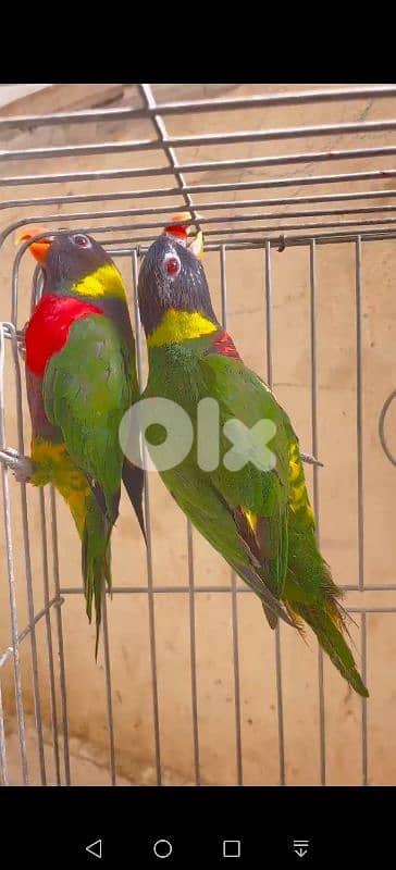 لوري مع DNA صور DNA موجودة 3