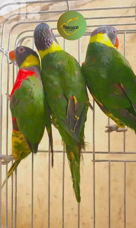 لوري مع DNA صور DNA موجودة 4