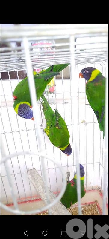 لوري مع DNA صور DNA موجودة 7