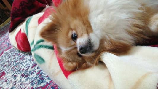 Pomeranian toy face teacup male and female ll7ajez 70993656